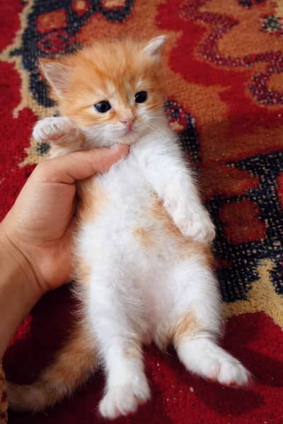 Adorable Turkish Angora × Persian Female Kitten Available