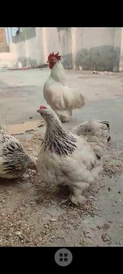 Bantam chicks available