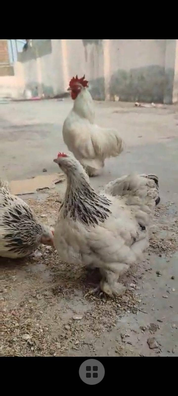 Bantam chicks available 0