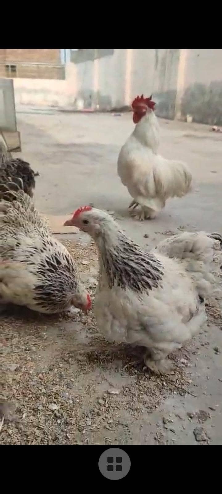 Bantam chicks available 1