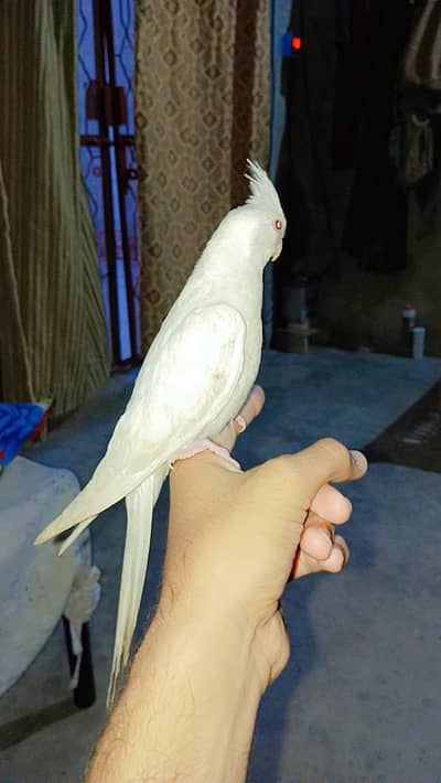 fly tame eno cockatiel