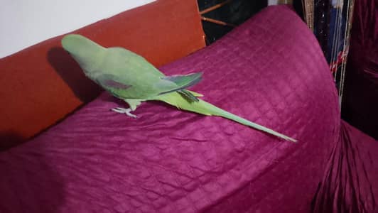 raw hand team talking parrot for sale 03054636833