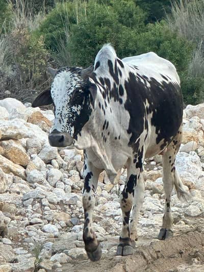 Wachy for qurbani | Bulls FOR Qurbani | 2 dant wachy for sale