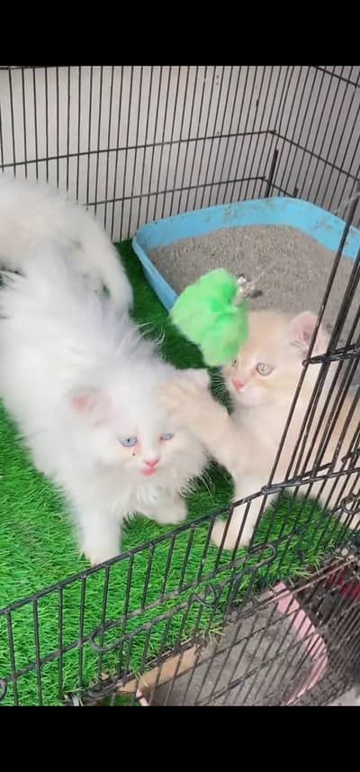 Quality Persian Punch face cat & kitten is 03233614642 WhatsApp