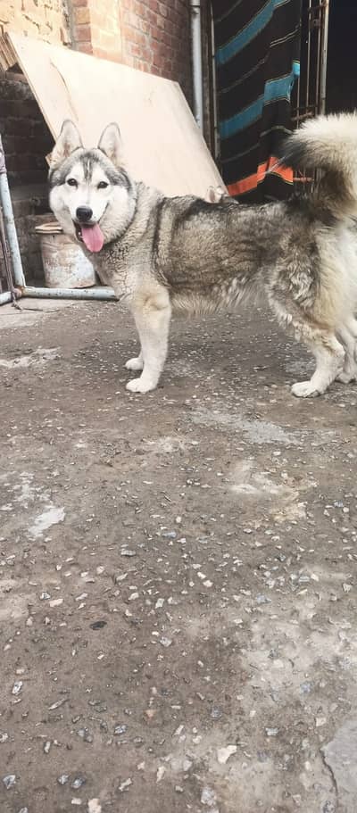 SIBERIAN HUSKY/ DOG/ SIBERIAN HUSKY DOG