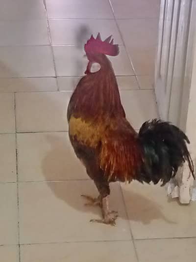 strong and healthy Desiurga