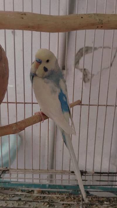 Australian birds full setup