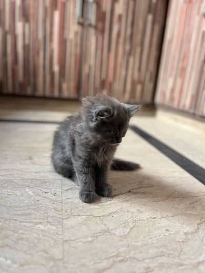 Grey Persian kitten