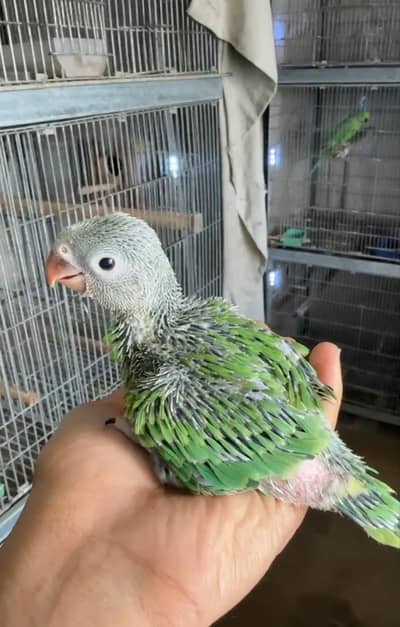 Green Ringneck Chicks Talking Parrot Jumbo Size