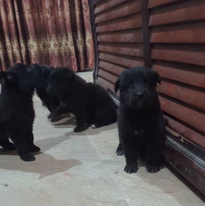 German Shepherd female puppies available