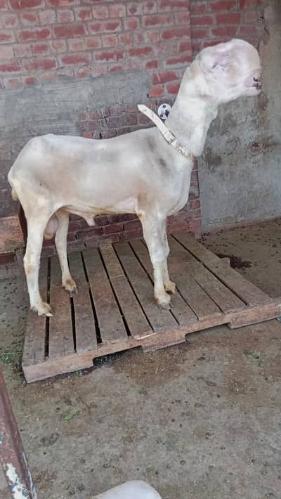 Mundra chatra | Mundra Bakra | bakra | Kaka Mundra