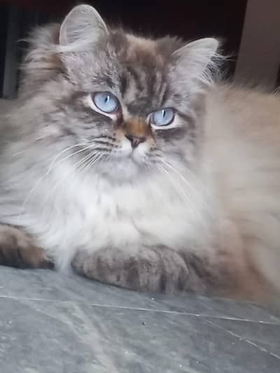 Persian Male Cat