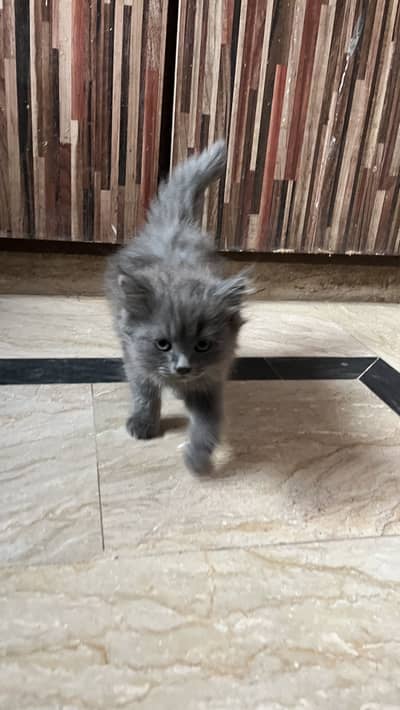 Grey Persian kitten