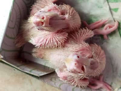 coktail common white chicks