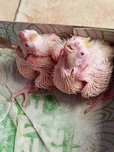 coktail common white read eyes chicks