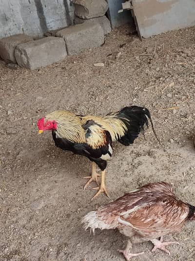 exching posibal03145252886whtasp murga bhot achi qawaliti ka ha sapdr