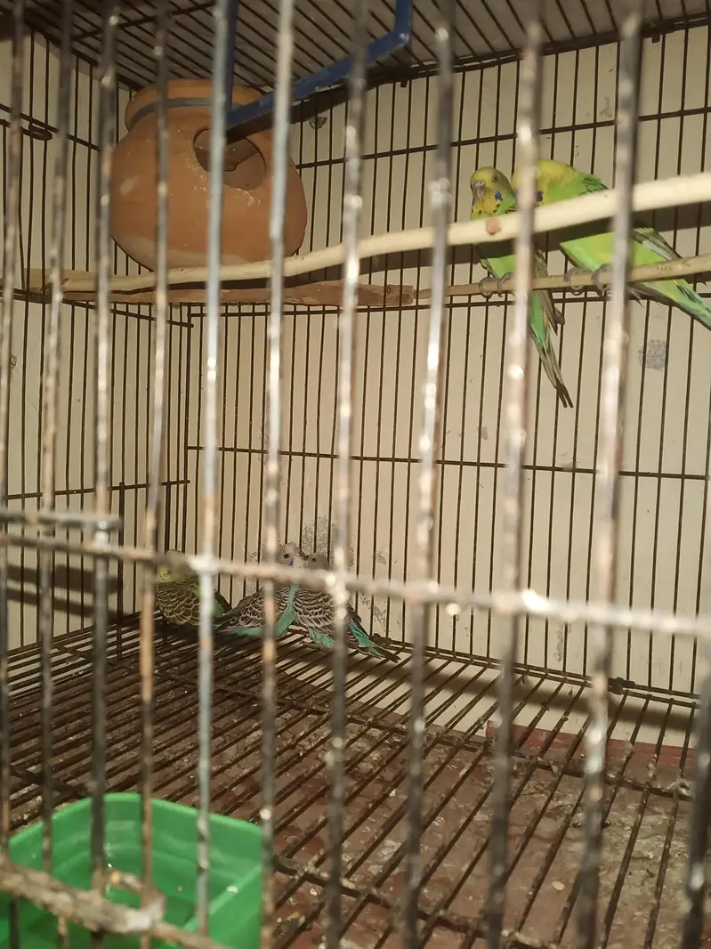 Australian Birds