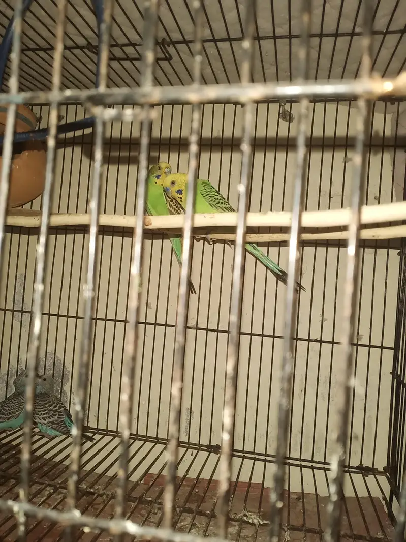 Australian Birds — photo 2