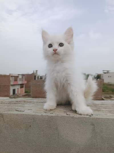 contact number 0342421625