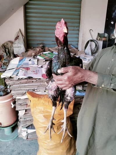 best Pakistani and cross male