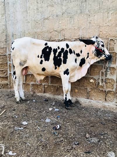 Cholistani bachra 03333005421