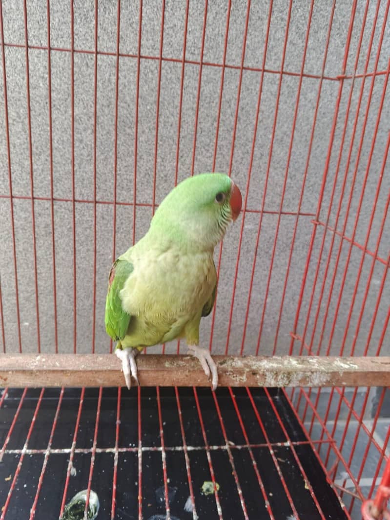 parrot 0