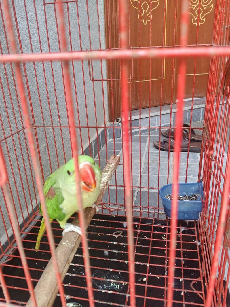 parrot 1