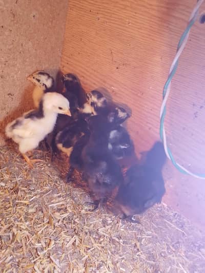 dragon chicks for sale