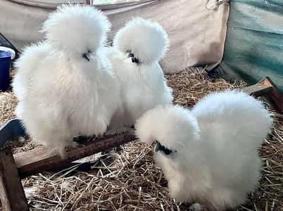White Silkie Fancy Hens