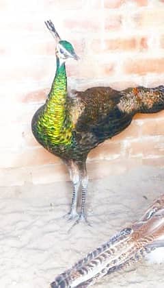 Peacocks | Peacock Pair| مور | Peacock | Green jawa | مور for Sale