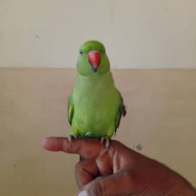 Ringneck mitho for sell