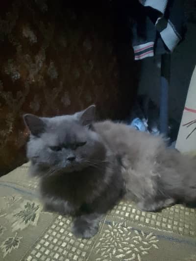 Persian cat