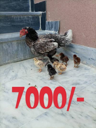 Aseel Murgy with Chicks, Two Assel Murga