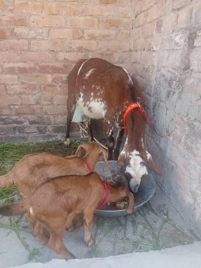 Barbari 6 dant path sath 2 females