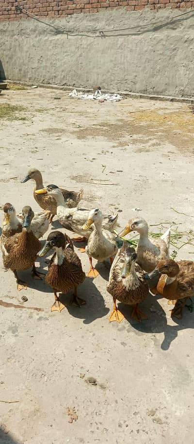 dukes and eggs  sth been 60 sell out