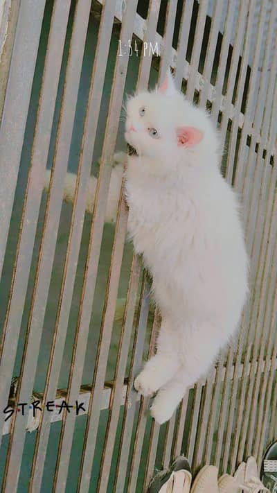 Persian male cat triplet coat