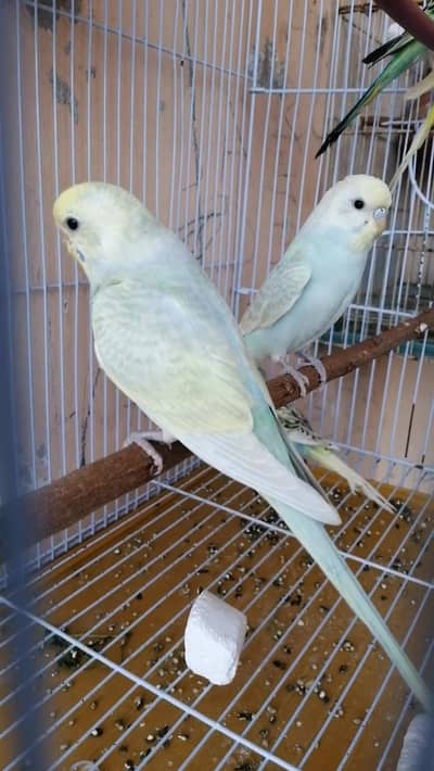  Rambow pair for sell location Hyderabad