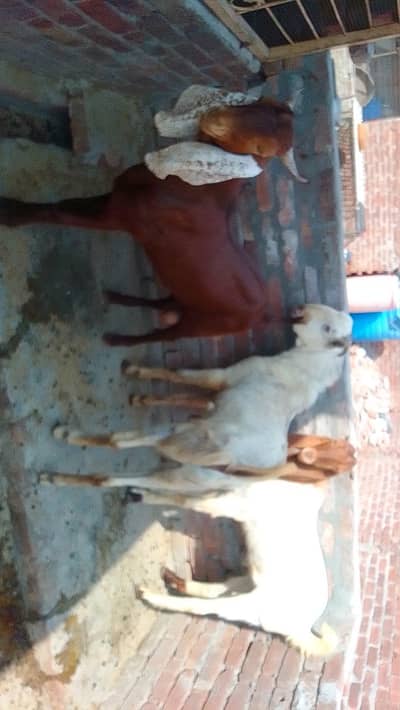 Goats for sale