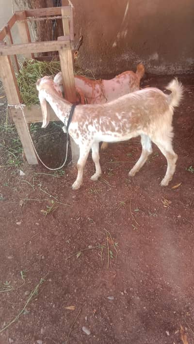path and Bakra kids makachini