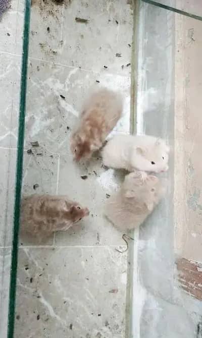 Long hair young pairs available hand tamed friendly