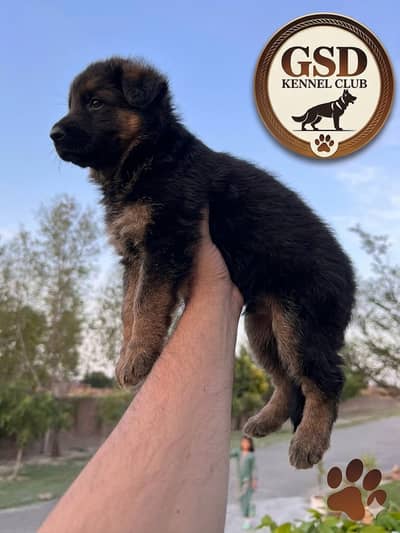 German shepherd |black shepherd | Black n tan puppy |long coat