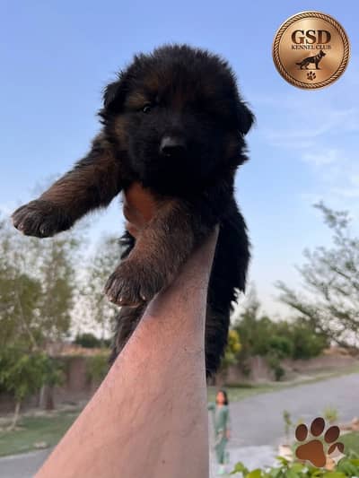 German shepherd |black shepherd | Black n tan puppy |long coat
