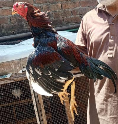 Pure  and 100% quality