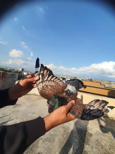 sentinent breeder pair for sale