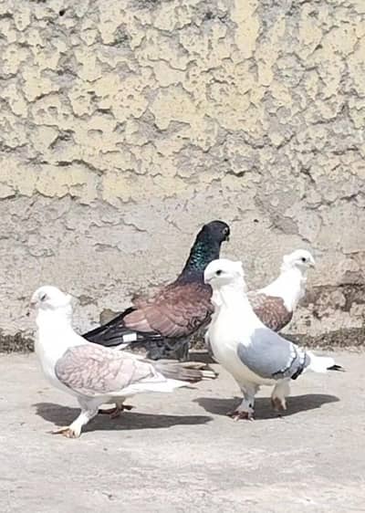 sentinent breeder pair for sale