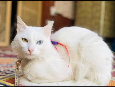 Odd eyes Double coted Male