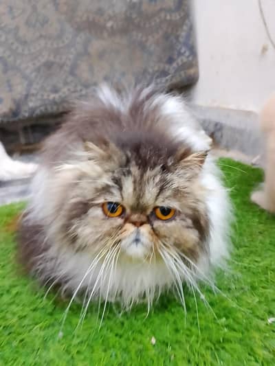 CASH ON DELIVERY kittens peki face triple coated