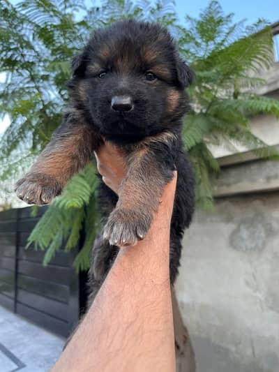 German shepherd |black shepherd | Black n tan puppy  | Gsd puppies