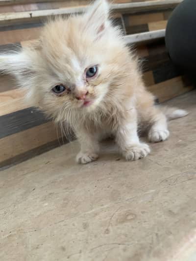 Triple coated punched face kitten