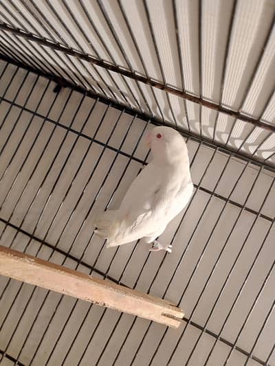 ALBINO RED EYES (FEMALE)